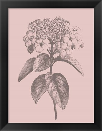 Framed Viburnum Blush Pink Flower Print