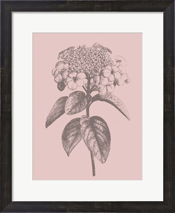Framed Viburnum Blush Pink Flower Print