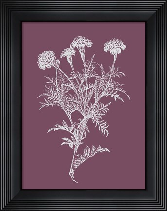 Framed Tagetes Patula Purple Flower Print