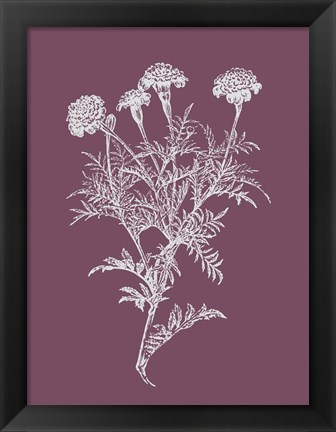 Framed Tagetes Patula Purple Flower Print