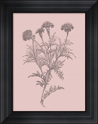 Framed Tagetes Patula Blush Pink Flower Print