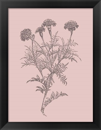 Framed Tagetes Patula Blush Pink Flower Print