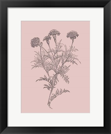 Framed Tagetes Patula Blush Pink Flower Print