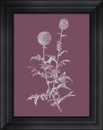Framed Echinopos Purple Flower Print