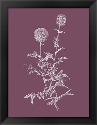 Framed Echinopos Purple Flower Print