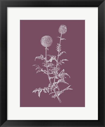 Framed Echinopos Purple Flower Print