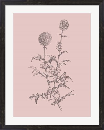Framed Echinopos Blush Pink Flower Print