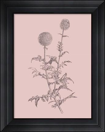 Framed Echinopos Blush Pink Flower Print