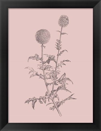 Framed Echinopos Blush Pink Flower Print