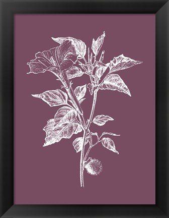 Framed Datura Purple Flower Print