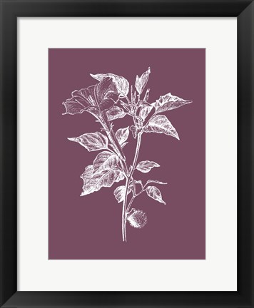 Framed Datura Purple Flower Print