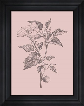 Framed Datura Blush Pink Flower Print