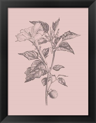 Framed Datura Blush Pink Flower Print