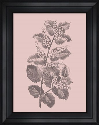 Framed Cerasus Blush Pink Flower Print