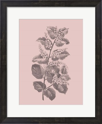 Framed Cerasus Blush Pink Flower Print