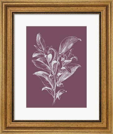 Framed Visnea Purple Flower Print