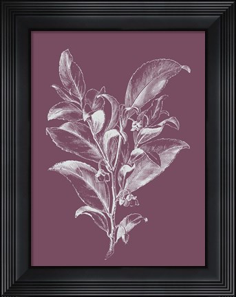 Framed Visnea Purple Flower Print