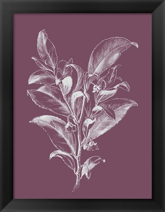 Framed Visnea Purple Flower Print