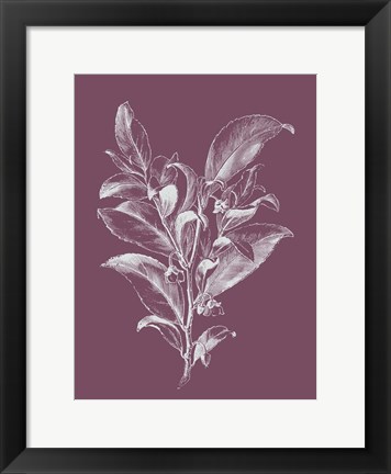 Framed Visnea Purple Flower Print