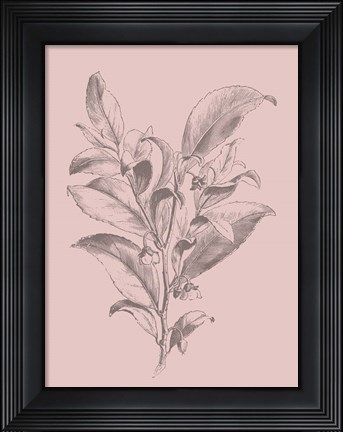 Framed Visnea Blush Pink Flower Print
