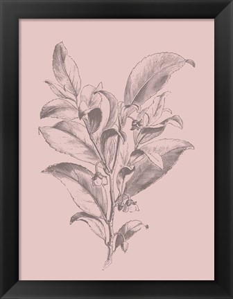 Framed Visnea Blush Pink Flower Print