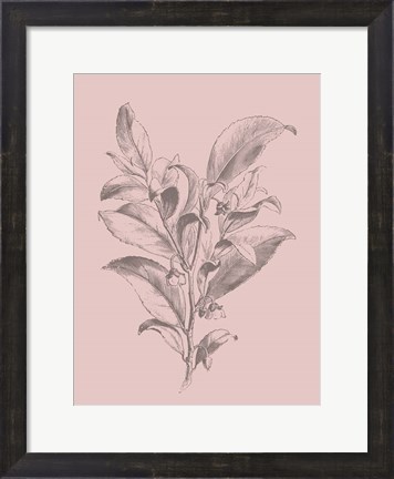 Framed Visnea Blush Pink Flower Print