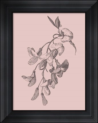 Framed Inflorescence Blush Pink Flower Print
