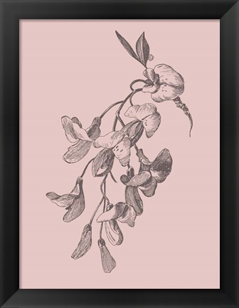 Framed Inflorescence Blush Pink Flower Print