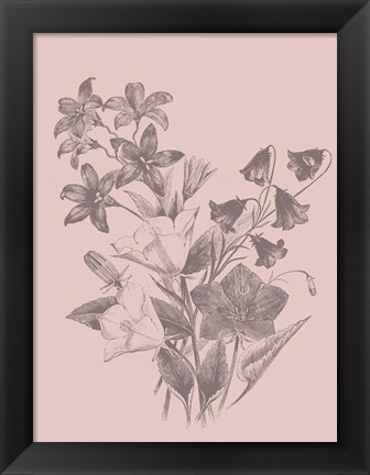 Framed Campanulas Blush Pink Flower Print