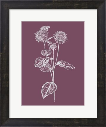 Framed Helianthus Purple Flower Print