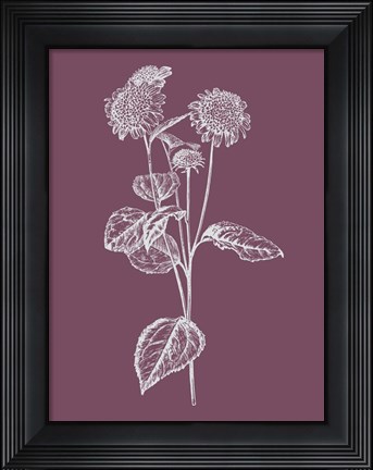 Framed Helianthus Purple Flower Print