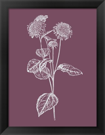 Framed Helianthus Purple Flower Print