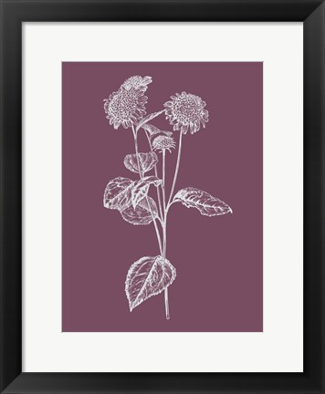 Framed Helianthus Purple Flower Print