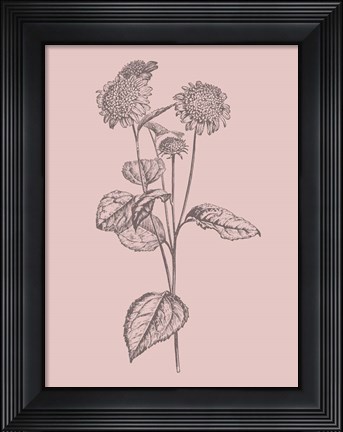 Framed Helianthus Blush Pink Flower Print