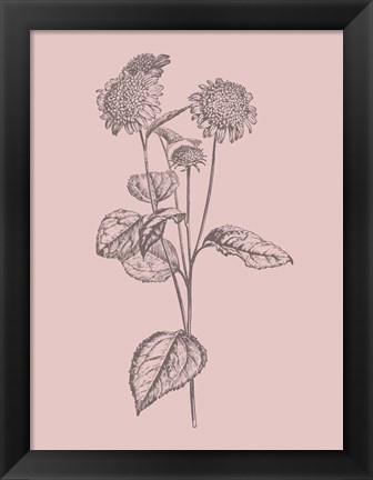 Framed Helianthus Blush Pink Flower Print