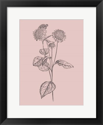 Framed Helianthus Blush Pink Flower Print