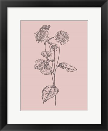 Framed Helianthus Blush Pink Flower Print