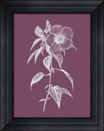 Framed Hibiscus Roseus Purple Flower Print