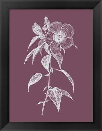 Framed Hibiscus Roseus Purple Flower Print