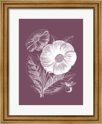 Framed Single Dahlias Purple Flower Print