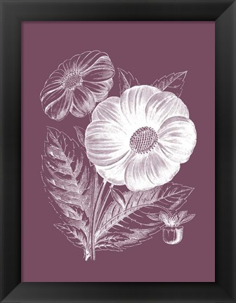 Framed Single Dahlias Purple Flower Print