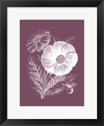 Framed Single Dahlias Purple Flower Print