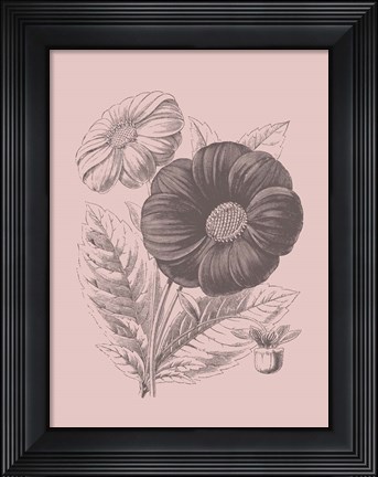 Framed Single Dahlias Blush Pink Flower Print