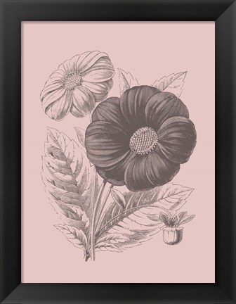 Framed Single Dahlias Blush Pink Flower Print