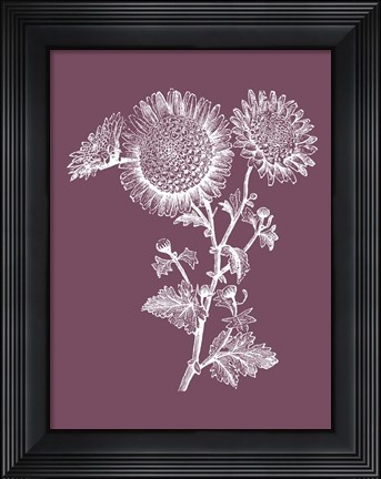 Framed Small Anemone Purple Flower Print