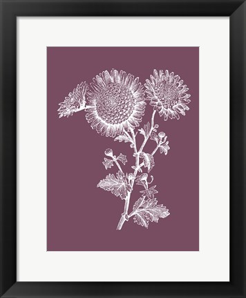 Framed Small Anemone Purple Flower Print