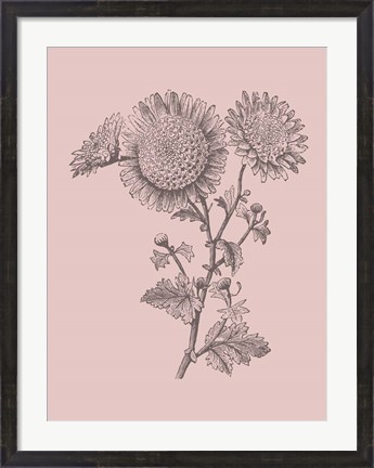 Framed Small Anemone Blush Pink Flower Print