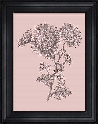 Framed Small Anemone Blush Pink Flower Print