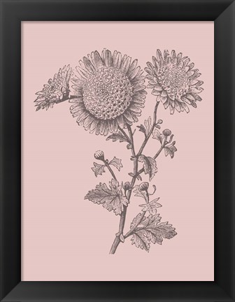 Framed Small Anemone Blush Pink Flower Print