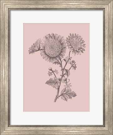 Framed Small Anemone Blush Pink Flower Print